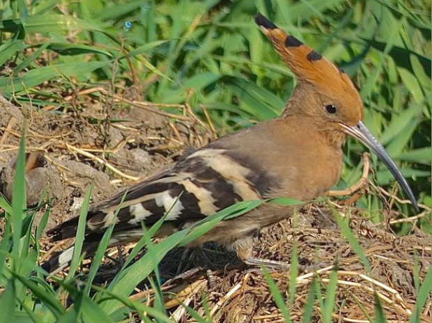 Huppe fasciee west bank louxor