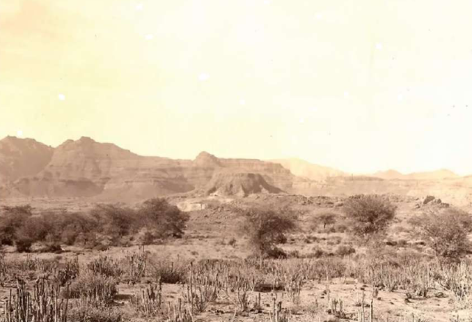 La tihama yemenite en 1931 les terrasses des arbres a myrrhe photographie carl rathjens