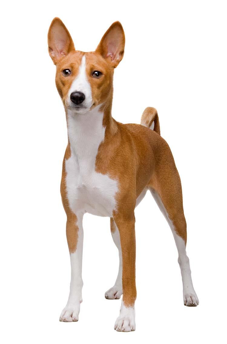 Le basenji