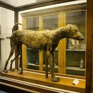 Mummy of a 3 500 year old dog it was the dog of pharaoh v0 3go9mo32x6jc1