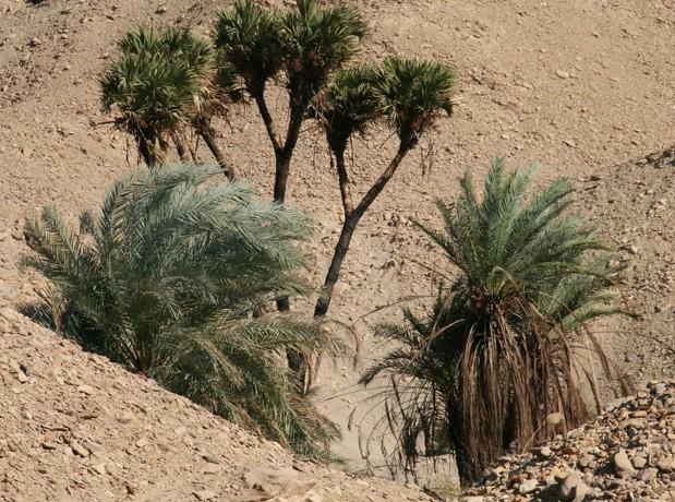 Palmier doum mele a des palmiers dattiers phoenix dactylifera