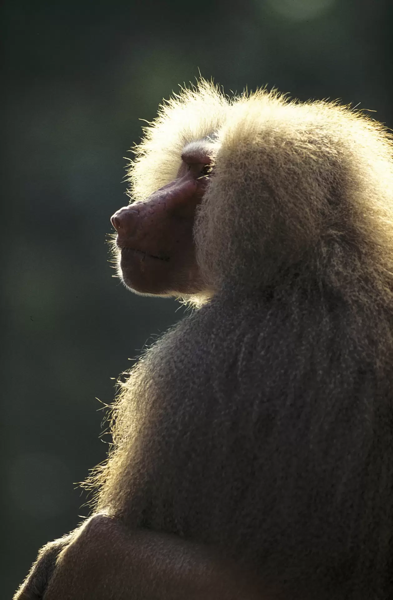 Papio hamadryas papio hamadryas was the only baboon species deified by ancient egyptians credit zooonar gmbh alamy