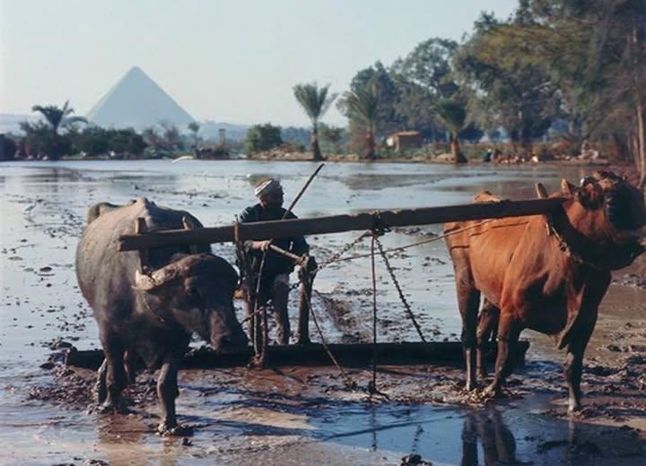 Pyramides de gizeh photographiees en 1962 