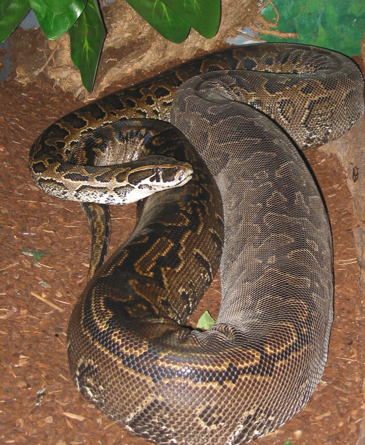 Python