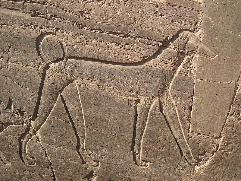 Ce mardi 26 août, c'est la journée mondiale du chien !