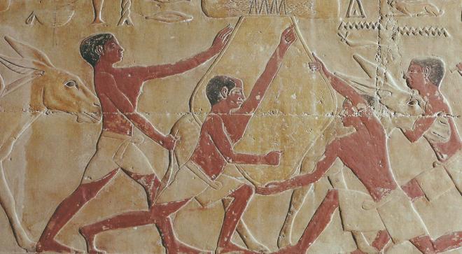 Scene agricole dans un mastaba de l ancien empire a saqqarah des paysans attachent un fardeau sur un ane