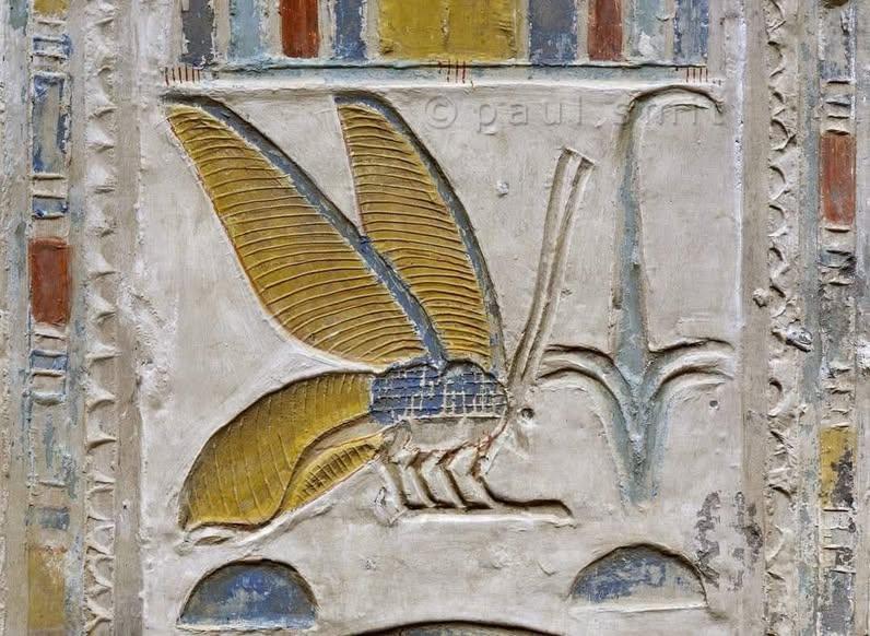 Sedge upper egypt and bee lower egypt hieroglyphs at abydos