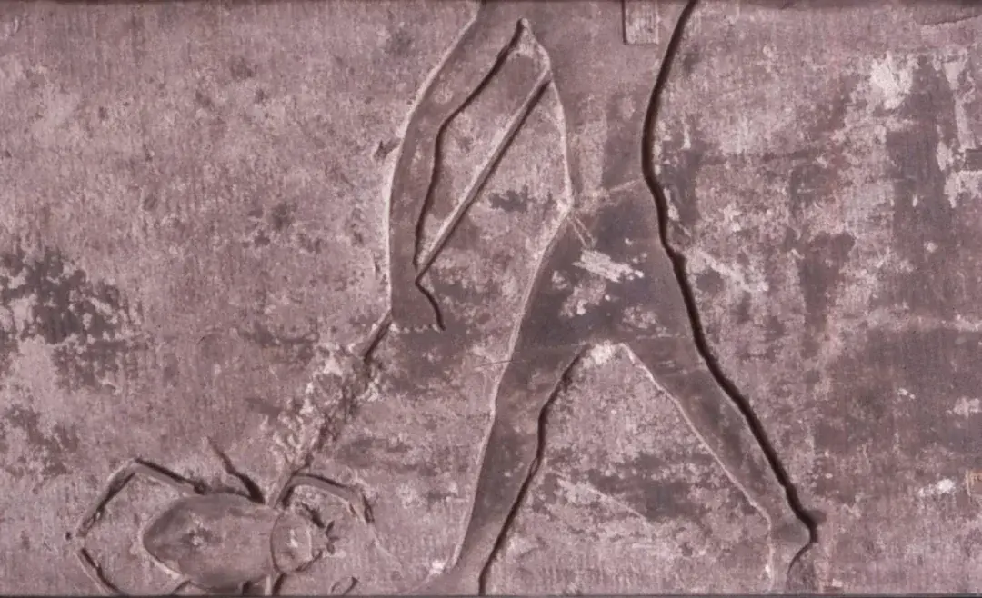 The cockroach in ancient egypt v0 r9iktlsk22ab1