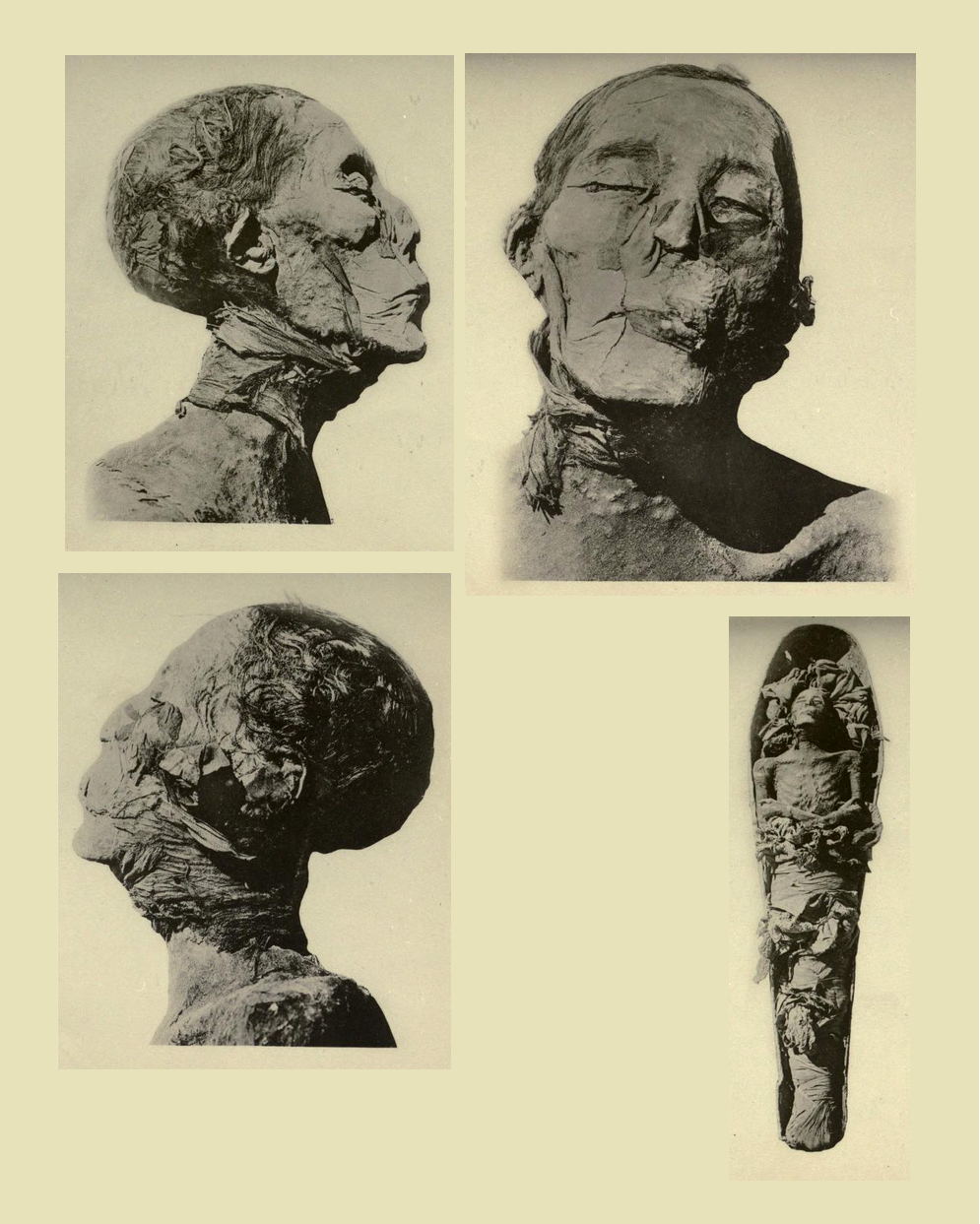 The mummified remains of king amenhotep ii found in tomb kv35 photographed in 1902