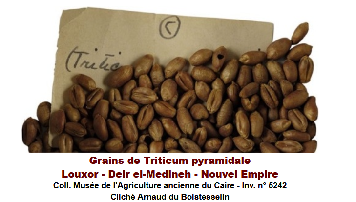 Triticum bis