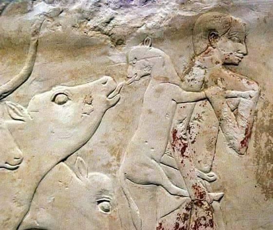 2360 B.C.E, le fermier portant un petit veau, étreint sa mère avec sa langue,