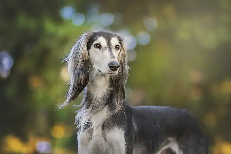 Un saluki elisabettabellom pixabay