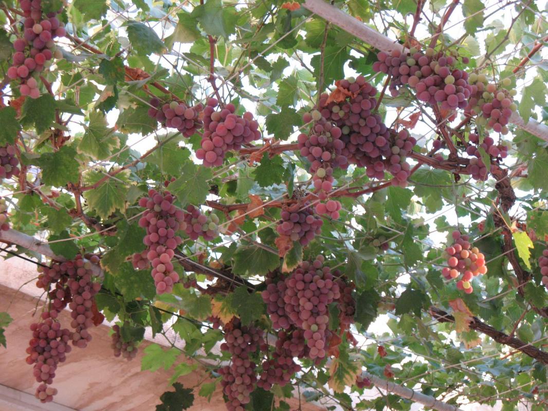 Vitis vinifera
