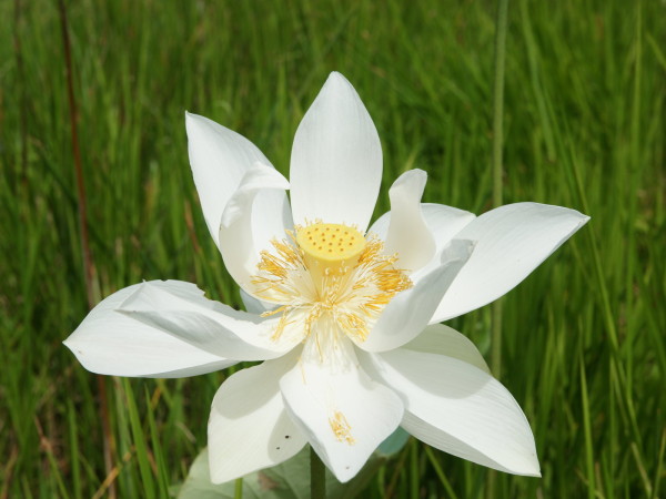 White lotus